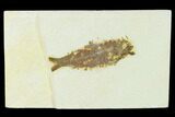 Bargain Fossil Fish (Knightia) - Green River Formation #133950-1